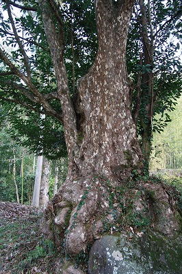 かごの木2